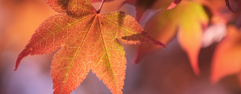 Herfst Vitality Walk en workshops op 20 september